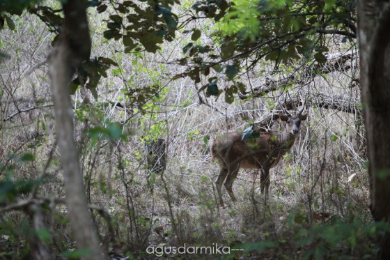 ----- Deer at Rinca island