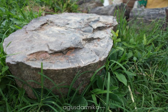 ----- Petrified Wood 