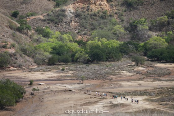 ----- Rinca from the top 02